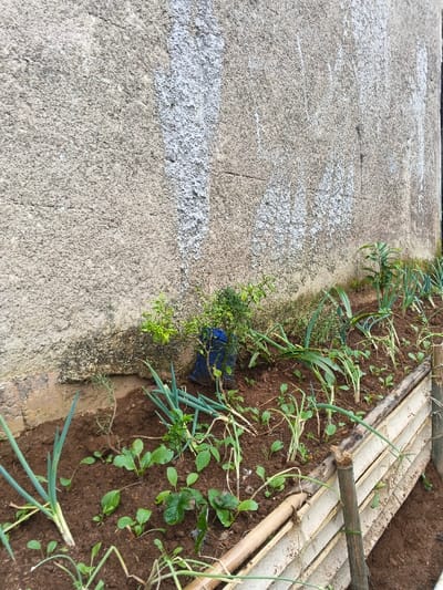 This image depicts a small, elevated garden bed situated alongside a light-colored, rough-textured concrete or stucco wall in Clacuc, Timor-Leste. The wall exhibits vertical white streaks of paint or discoloration. The garden bed contains dark brown soil populated with various young green plants, including prominent rows of what appear to be leeks or scallions, smaller leafy greens, and several strawberry plants with their characteristic three-leaflet leaves. Near the base of the wall, a plant resembling a chili bush is housed within a blue plastic bag or pot, adjacent to a smaller rosemary plant. The front edge of the garden bed is structured by a retaining wall constructed from horizontally arranged bamboo segments, secured by vertical bamboo stakes. No individuals are present in the scene.