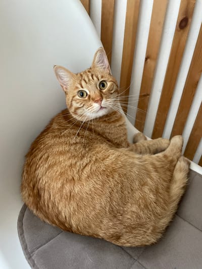 An orange tabby cat is curled up on a grey padded seat of a modern white chair. The chair is positioned against a wall with vertical wooden slats, painted white between the slats. The cat's eyes are wide and directed at the camera. Its fur is short and appears well-groomed. The cat's paws are tucked underneath its body. The overall scene suggests an indoor domestic setting.
