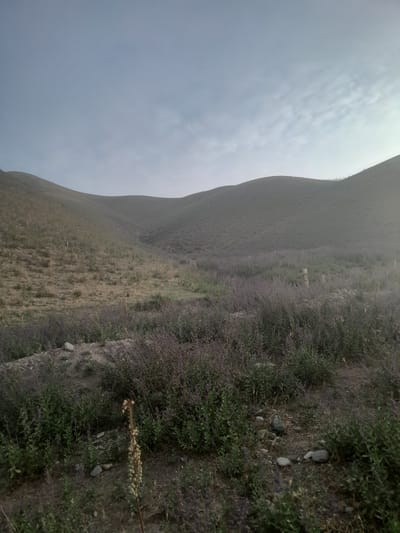 The image depicts a rural landscape in the vicinity of Кыргыз-Каба, Kyrgyzstan, characterized by rolling hills and vegetation. In the foreground, a dense patch of low-lying plants with small purple flowers covers the ground, interspersed with rocks of various sizes. A single tall plant with a dried stalk and green seed pods stands prominently on the right.
The middle ground reveals a slightly elevated area with sparser vegetation, featuring dry grasses and scattered small, light-colored vertical markers, possibly fence posts or remnants of previous structures. Further into the mid-ground, a valley opens up, carpeted with more of the low-lying purple-flowered plants, creating a blurred effect due to the distance and atmospheric conditions.
The background consists of gentle, sloping hills covered in a muted green and brown vegetation, with a subtle texture indicating the presence of small plants or grasses. The hills recede into the distance, forming undulating curves.
The sky above is overcast with a pale, diffused light, suggesting either early morning or late afternoon. The overall impression is one of a natural, uncultivated environment, likely a hillside or valley region. There are no visible people or animals in the image, and no structures beyond the implied fence posts in the middle ground. The scene is static and serene.
