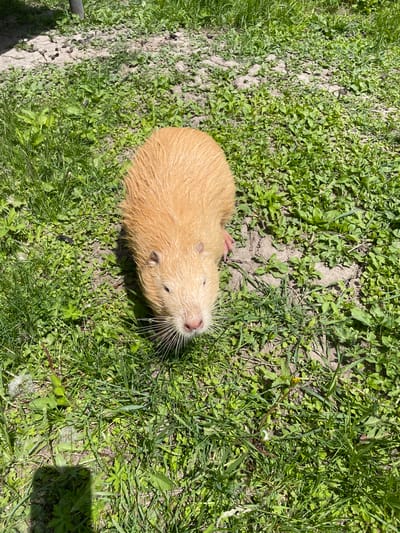 A light-colored coypu (nutria) is captured from a top-down perspective, resting on grassy ground under bright daylight. The animal's fur is a uniform light brown or blonde, appearing somewhat wet or matted, especially on its back. It lies mostly flat, with its head slightly raised and turned towards the right, revealing prominent white whiskers. Its small, dark eyes and pinkish nose are visible. The coypu appears calm and relaxed, possibly sunbathing or resting.
The immediate surroundings consist of a mixture of lush green grass and various smaller green plants, interspersed with patches of light brown, dry earth. The strong, direct sunlight casts subtle shadows, indicating a clear, sunny day, likely around midday. No people, man-made objects, or text are visible in the image. The scene depicts an outdoor, natural setting, consistent with areas where coypus are found, such as near water bodies, in Timofeevka, Russia.