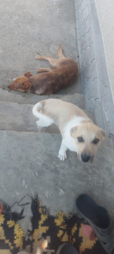 The image displays two dogs on a set of outdoor concrete stairs. The dog in the foreground is a light-colored, possibly tan and white, dog standing and looking directly at the camera with its head slightly tilted. Its eyes are open and alert, and its ears are perked. The dog in the background is a reddish-brown dog lying down, facing away from the camera, with its head resting on the concrete. The stairs are weathered and show signs of wear. At the bottom of the stairs, a portion of a dark-colored rug with yellow and black patterns is visible, along with a black sandal. The environment appears to be an outdoor urban setting. There is no indication of the specific location within the city of Ropcha, Ukraine.