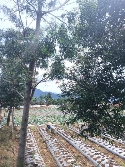 The image displays an agricultural field in ឃុំ ផាត់សណ្ដាយ, Cambodia, under an overcast sky. In the foreground, a prominent tree trunk with sparse branches and green leaves stands on the left, while dense green foliage from a separate tree partially frames the right side of the view. The midground reveals a series of parallel raised soil beds in a cultivated area. The closest beds are covered with light-colored plastic mulch film, featuring small openings from which green plants emerge. One individual, dressed in a light-colored long-sleeved shirt, light trousers, and a conical straw hat, is positioned in the field, stooping over one of these rows, actively engaged in agricultural work. Beyond these rows, further cultivated land extends into the distance, also exhibiting patterns of rows and light-colored coverings. The background consists of lush green vegetation, including what appear to be banana trees, at the base of a range of mountains covered in dense forest.