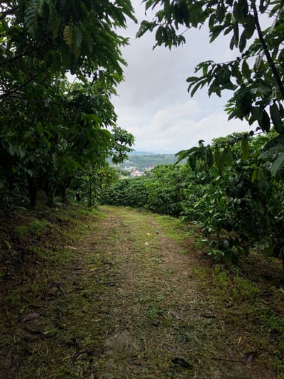A dirt path winds through a lush coffee plantation on a cloudy day. The path, covered in green grass and fallen leaves, leads the viewer's eye towards a distant town nestled among rolling hills. Rows of coffee plants, with dark green leaves and clusters of green coffee cherries, flank the path. In the background, buildings with red roofs are visible, suggesting the presence of a community within the plantation. The overall atmosphere is one of natural beauty and rural tranquility.