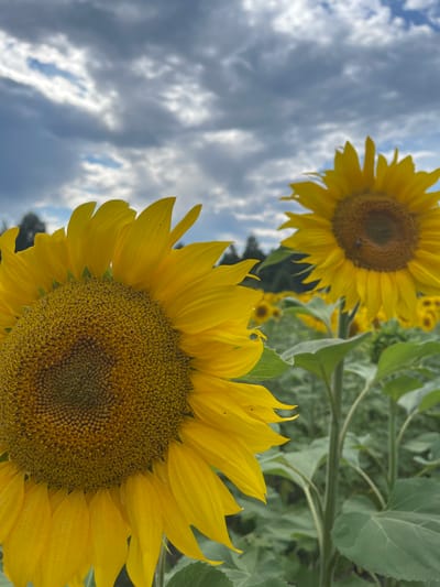 The image depicts a close-up view of a field of sunflowers under a cloudy sky. In the foreground, a large sunflower fills the left side of the frame, its bright yellow petals sharply defined against a blurred background. The center of this sunflower is a mass of tiny seeds. To the right and further back, another sunflower is partially visible, and behind it, rows of more sunflowers stretch into the distance. A faint dark line of trees or a forest borders the field at the horizon. The sky is filled with dramatic grey and white clouds, with patches of blue sky visible through them. The overall impression is one of a natural, open landscape. The location is Maklaivka, Ukraine.