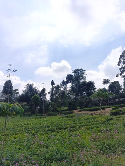 A vibrant green field stretches uphill, dotted with small purple flowers. Behind it, a dense line of trees of varying heights fills the horizon. A partly cloudy sky dominates the upper half of the frame, with bright sunlight filtering through the clouds. A few sparse trees stand prominently in the field's foreground. Overall, the scene evokes a sense of natural beauty and tranquility.