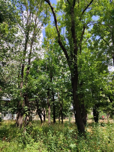 This is a full, outdoor, medium shot photograph taken on a sunny day in Pelahiivka, Ukraine. The image depicts a densely wooded area with a variety of deciduous trees in full leaf. The sunlight filters through the canopy, creating dappled light and shadow on the ground, which is covered in lush green vegetation and tall grass. In the background, parts of a light-colored, multi-story building with visible windows can be seen peeking through the trees. Further in the distance, a person wearing a red top is riding a bicycle on a paved path. The sky above is blue with scattered white clouds. The overall scene conveys a natural, summery atmosphere within an urban or suburban park setting.