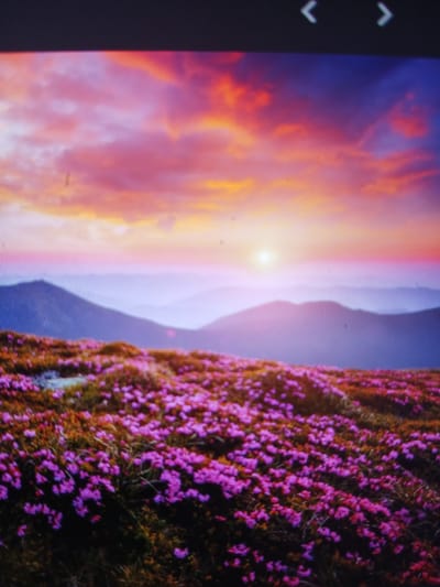 The image depicts a vibrant sunset over a mountainous landscape. In the foreground, a field of small, pink flowers carpets a hillside. Beyond the flowers, several layers of mountains fade into the distance, rendered in soft hues of blue and purple. The sky is a dramatic display of color, with streaks of pink, orange, and deep blue clouds illuminated by a bright, setting sun. The scene is serene and picturesque, evoking a sense of natural beauty and tranquility. There are no people or man-made structures visible in the image, and therefore, no information can be provided regarding its location in Siheung-si, South Korea.
