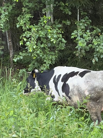 A black and white cow is standing in a field of tall green grass and foliage. The cow is facing to the left, with its head lowered as if grazing. Its body is partially obscured by the vegetation. The background consists of a dense stand of trees with green leaves. The image appears to have been taken outdoors during daylight hours. There is no indication of the city of Михайловка, Russia in this image.