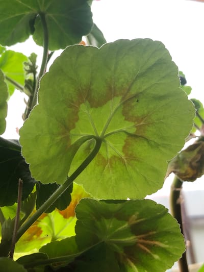 The image shows a close-up view of the underside of a green, lobed leaf, likely from a geranium plant, with visible brown discoloration. The leaf is illuminated from behind, highlighting its veins and serrated edges. Several other leaves and stems are also visible, some in focus and others blurred. One of the brown-discolored leaves appears to be drying out. The background is a bright, blown-out white, suggesting the image was taken in natural daylight, possibly near a window or outdoors. There are no people or signs of urban environment visible in the frame. The photo was taken on November 19, 2023, at 10:45 AM. The metadata indicates the image was taken in Пионерский, Russia.