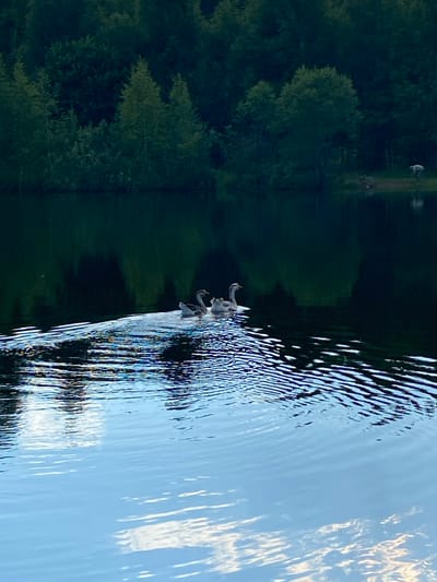 This media file depicts a tranquil natural scene, likely in Novyi Ural, Russia. The primary subjects are a group of swans swimming in a body of water, possibly a lake or a calm river. Their elegant forms are partially submerged, and they are in motion, suggesting they are either gliding or actively swimming.
The setting is characterized by a dense forest bordering the water. The trees, predominantly evergreens, are a dark, rich green, creating a striking contrast with the shimmering water. The water itself is a dominant element, reflecting the sky and the surrounding trees. The surface is disturbed by ripples, indicating a gentle breeze or the movement of the swans. The light suggests it is either early morning or late evening, as the light is soft and diffuse, and shadows are elongated. The sky is partially visible in the reflection, showing patches of blue and lighter areas that could be clouds, hinting at fair weather.
There are no visible people or man-made objects in the immediate vicinity of the swans. However, a faint, blurry structure is visible in the top portion of the image, partially obscured by trees, which could be a distant building or a landmark. The overall mood of the scene is peaceful and serene, emphasizing the natural beauty of the location. The image captures a moment of quiet communion between wildlife and their pristine environment.