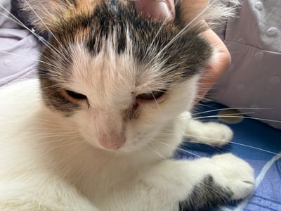 A close-up, eye-level, indoor shot shows a calico cat with white, brown, and black fur. The cat's head is the primary focus, with its eyes looking down and to the left. One eye is visible and appears to be a light brown or amber color. The cat's nose is a light pink, and its whiskers are prominent and white. A human hand, with visible skin texture and nails, is gently touching the cat's head near its ear. The background is soft and out of focus, showing hints of a purple or lavender fabric and a blue surface with a white pattern, possibly a bed or couch. The lighting is soft and natural. The image appears to be taken in a home environment in Колычёво, Russia, though no specific city landmarks are visible.