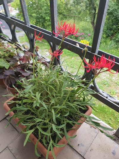 A close-up, high-angle shot shows a terracotta planter filled with a dense, green plant with narrow, deeply cut leaves. Several delicate, bright red flowers with spidery petals bloom from thin stems extending above the foliage. The planter sits on a tiled surface, possibly a balcony or windowsill, with a dark metal railing running horizontally behind it. Beyond the railing, blurred green foliage and hints of other plants in soft focus suggest an outdoor, natural environment. The scene is situated in Arakhveti, Georgia, implying a context of local flora within a domestic or semi-domestic setting. There are no people or animals visible in the image.
