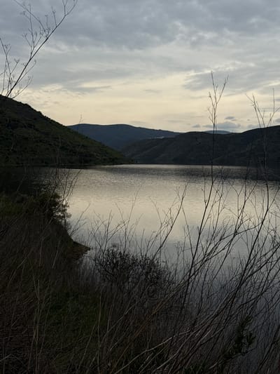 The scene depicts a natural landscape featuring a large body of water, identified as a reservoir located within the municipality of Mogadouro, Portugal. The immediate foreground is dominated by a dense arrangement of slender, bare tree branches and twigs, with sparse occurrences of small green leaves, partially obscuring the view of the water and distant features. The midground presents a calm, reflective water surface, mirroring the subdued light from the sky. A dark green, heavily vegetated embankment slopes down to meet the water on the left side of the frame. In the background, multiple undulating layers of densely forested hills recede into the distance. The sky above is uniformly overcast with grey and pale yellow-grey clouds, indicating diffused ambient daylight. No human or animal subjects, artificial structures, or discernible actions are present within the frame.