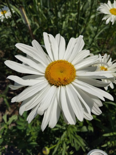 A close-up, eye-level shot showcases a large white daisy with a bright yellow center. The daisy is in sharp focus, its white petals fanning outwards, some slightly curled. The yellow center is detailed with many small florets. In the background, out of focus, other daisies and green foliage are visible, suggesting a garden or natural setting. The lighting suggests a sunny day. The location is identified as Bila Krynytsia, Ukraine.
