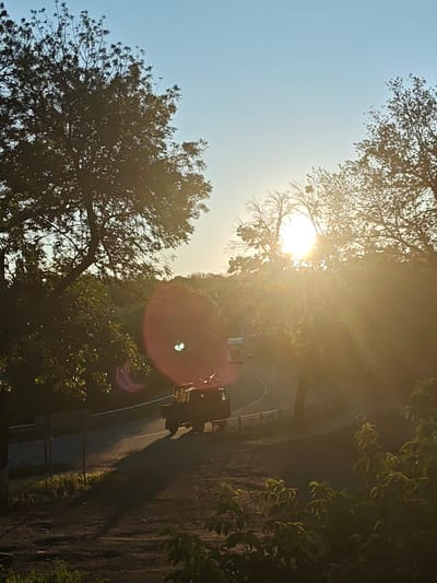 This photograph captures a scene at dusk in Chystiakove, Ukraine, with the sun low on the horizon, casting a warm, golden light through the trees. The sky is a clear, pale blue, transitioning to a soft yellow where the sun is positioned.
The main subjects include a dark-colored tractor or utility vehicle with a trailer carrying something that appears to be hay or foliage. The vehicle is on a paved road that curves to the left, bordered by a low metal fence. In the distance, the faint silhouettes of other vehicles can be seen on the road.
Lush green trees dominate the foreground and sides of the image, their leaves catching the sunlight. Some trees are bare-branched, silhouetted against the bright sky. The ground in the foreground is a mix of dark earth and patches of greenery.
The overall mood is peaceful and serene, enhanced by the warm glow of the setting sun. The light creates a slight lens flare, a circular reddish-purple glint with a green center, towards the left side of the image. The time of day is clearly evening or late afternoon, suggested by the low angle of the sun and the long shadows. The weather appears to be clear and pleasant.
There is no visible text in the image.