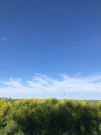 The image presents a landscape dominated by a bright blue sky, partially filled with wispy, elongated clouds. On the left side of the frame, power lines are visible, running vertically across the sky.

To the right, a field of yellow flowers, likely rapeseed, stretches into the distance. The vegetation appears lush and dense.

Based on the prompt indicating the location as Petrykiv, Ukraine, the scene likely depicts rural countryside. There are no identifiable people, actions, or interactions directly visible.