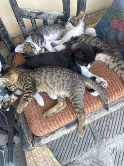In Bryastovets, Bulgaria, on an outdoor chair with a worn, orange-striped cushion, five kittens are sleeping. The chair has a distressed wooden frame. A tabby kitten with white paws is stretched out in the foreground, its body lying across the cushion. Behind it, a black kitten with white paws and chest is curled up. Another tabby kitten lies partially on top of the black kitten, its head resting on its paws. Two more tabby and white kittens are nestled together further back, appearing as a single pile of fur. The ground beneath the chair is paved with gray concrete slabs. A broom with straw bristles lies on the ground to the left of the chair.