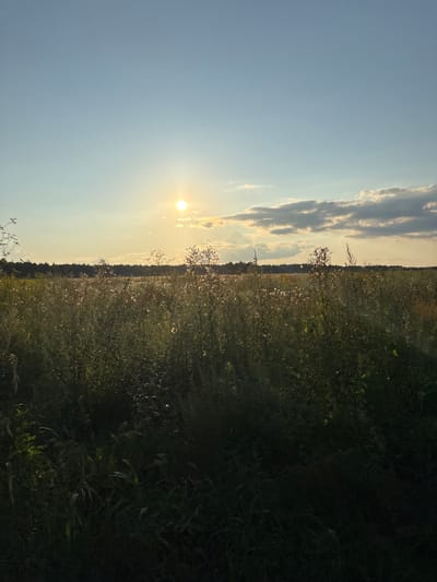 The image shows a sunlit field with tall grass and wildflowers in Gurino, Russia. The sun is visible in the sky, partially obscured by clouds. The field extends to a treeline in the background, under a clear blue sky. The foreground is dominated by the dense vegetation of the field.