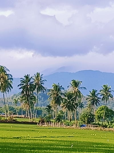 The image depicts a lush, rural landscape with a prominent foreground of vibrant green rice paddies, dotted with small white and yellow birds. In the middle ground, a dense cluster of palm trees stands tall, their fronds reaching towards the sky. Behind the palm trees, a backdrop of rolling hills and mountains fades into a hazy blue in the distance. The sky is a soft, cloudy blue, with streaks of white clouds creating a diffused light across the scene. The overall impression is one of tranquility and natural beauty, indicative of a tropical or subtropical environment, possibly in a place like Pulo Dayah, Indonesia, known for its agricultural landscapes and tropical flora. There are no people visible in the image.