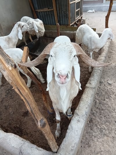 A close-up shot shows a ram with large, curved horns facing the camera. The ram is white and has long, floppy ears and a pink nose. It is standing in a pen with other white sheep. The pen is made of wood and metal, and the ground is dirt. In the background, a white rabbit is visible. The scene appears to be a farm or livestock enclosure.