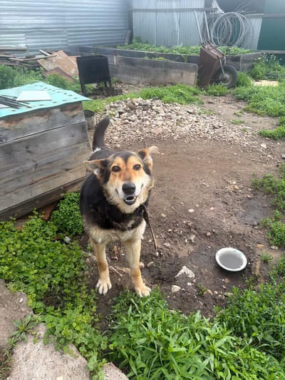 A medium-sized, mixed-breed dog with black and tan fur is standing in a yard in Valdgeym, Russia. The dog is looking directly at the camera with its mouth open in a smile. The yard is cluttered with various objects, including a wooden structure, a metal brazier, gardening supplies, and a wheelbarrow. The ground is a mixture of dirt and gravel, with patches of grass and weeds. In the background, there is a corrugated metal fence.