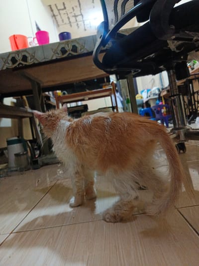 A wet, ginger and white cat stands on a tiled floor. The cat is facing left and its fur is matted. In the background, a table with a decorative edge is visible, on which are several colorful plastic cups. Beyond the table, an office chair is partially visible. The scene appears to be indoors, possibly in a residential setting. The location is identified as Payacut, Indonesia.