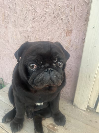 A black pug puppy is lying on a wooden surface, looking up at the camera. The puppy's face is wrinkled and its eyes are wide. There is a small patch of white fur on its chest. The background appears to be an outdoor setting, possibly a deck or porch, with wooden planks and a white trim. The lighting suggests it is daytime. The puppy's expression could be interpreted as curious or expectant. No visible text is present in the image. The location context is Klepiki, Russia.