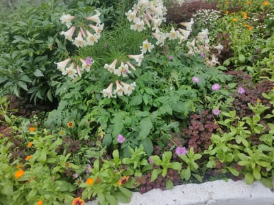 The image displays a vibrant flowerbed filled with a variety of blooms and foliage. Dominating the scene are clusters of white and pale pink trumpet-shaped lilies, their petals tinged with a delicate blush and accented with yellow centers. Interspersed among the lilies are smaller, spherical purple flowers, adding pops of contrasting color. The foreground features bright orange calendula flowers and some daisy-like blooms with yellow and red centers. The background is a dense tapestry of lush green leaves from what appear to be peony plants, along with other green foliage, and a section of dark reddish-brown ground cover. The overall impression is one of a lush, well-maintained garden, likely captured on a bright, possibly overcast, day given the even lighting. The setting appears to be a garden or park, possibly in Salavat, Russia, as indicated by the location context. No people or text are visible in the image.