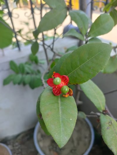 A close-up, vertical shot focuses on a small, red flower with two green berries on a plant. The flower has delicate, elongated petals, and the berries are round and appear to be developing. The plant has lush, green leaves, some of which show slight discoloration or blemishes. The background is out of focus, showing hints of a white wall, a metal railing with decorative scrollwork, and a blurry yellow object. The plant is in a pot, partially visible at the bottom of the frame, filled with light brown soil. The scene appears to be outdoors, possibly in a garden or balcony setting. The lighting suggests it is daytime, with soft sunlight illuminating the subject. The environment seems peaceful and natural.
