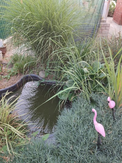 This is a medium-shot, eye-level outdoor photograph of a garden pond area with lush greenery and decorative garden ornaments. The scene depicts a small, dark, artificial pond with a black rubber liner visible along its edge. The water is murky and reflects the surrounding plants. Various types of vegetation surround the pond, including tall, wispy grasses with a greenish-yellow hue, and a dense, low-lying grayish-green plant in the foreground. In the background, larger, broad-leafed plants and more tall grasses are visible, interspersed with what appears to be a green mesh fence and a brick wall. Two pink garden flamingo ornaments are prominent features in the lower right quadrant of the image, standing amongst the low-lying greenery. One flamingo is positioned more centrally and slightly further back, while the other is closer to the bottom edge and to the left. The lighting suggests it might be late afternoon or early morning, as the light is soft and there are some shadows. The overall impression is one of a tranquil, cultivated garden space, possibly a backyard. There is no visible text in the image. The location is identified as Abinsk, Russia.