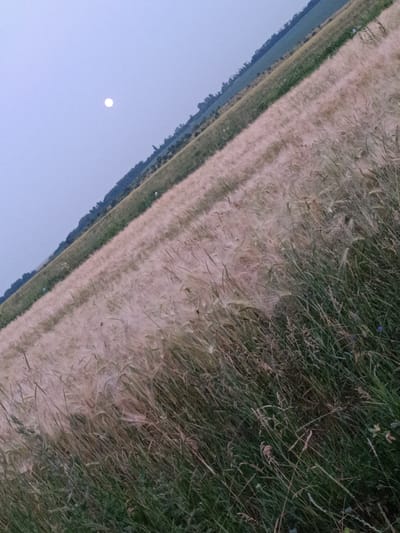 The image shows a field of crops, likely wheat or barley, with a moon visible in the sky. The field is angled diagonally across the frame, with the foreground consisting of taller, greener grass and the middle ground a lighter, more golden crop. In the background, there appears to be a treeline and another field of green. The sky is a pale blue, suggesting it is either dawn or dusk. The scene is outdoors and rural, with no signs of urban development. The image does not contain any people, actions, or interactions. The location is specified as Lozova, Ukraine, though the image itself does not provide any specific landmarks to confirm this.