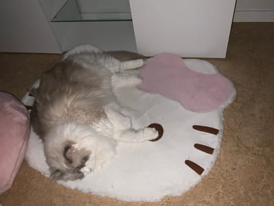 A fluffy, light-colored cat with darker markings on its face and ears is sleeping on a white, round rug shaped like Hello Kitty. The rug has brown felt accents representing the cat's eyes and whiskers. To the upper right of the Hello Kitty rug, a pink, bow-shaped pillow is visible. The cat is lying on its side, curled up, with its paws tucked underneath it. The background appears to be an indoor setting with a wooden floor and a portion of white furniture. The image does not provide any information about the location in Åkersberga, Sweden, or any specific environmental details that would place it there.