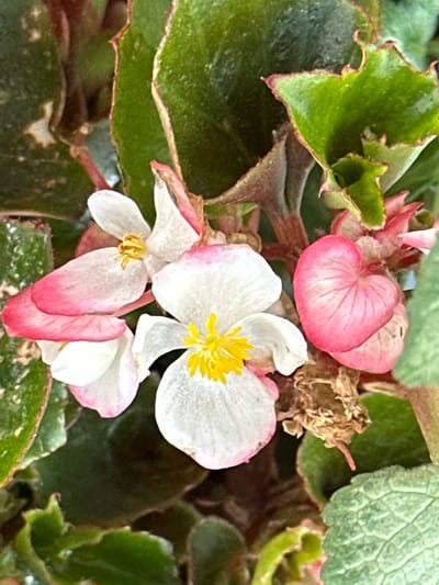 The media file presents a vibrant, close-up, high-angle view of a flowering plant. The central subjects are several delicate blossoms and their surrounding foliage. The flowers display a primary white hue, transitioning into soft pink at the edges and undersides of the petals, all featuring bright yellow centers. Additionally, several heart-shaped flower buds, entirely pink, are visible, suggesting different stages of blooming. The leaves are a lush green, some with distinctive reddish-brown margins and a subtly ruffled or textured appearance. The plant appears healthy and thriving under what seems to be natural daylight, as indicated by the soft, even lighting without harsh shadows. No specific activity or event is taking place, only the static beauty of the plant. There is no visible text within the image. This photograph captures a natural scene in Веревское, Russia.
