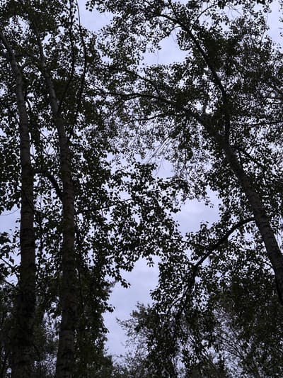 This is a downward-facing shot of a canopy of trees, viewed from below. The subjects are tree trunks and branches, silhouetted against a cloudy sky. The foliage is dense, creating a dark, leafy pattern. The tree trunks appear rough-barked and are positioned horizontally across the frame, with one above the other. The sky is overcast, suggesting a time of day when the sun is not directly visible, possibly late afternoon or a generally cloudy day. There are no people or other objects visible. The scene evokes a sense of looking up into nature, with the dense foliage obscuring much of the sky. The location context is Nevyansk, Russia, which aligns with the appearance of deciduous trees. No text is visible in the image.