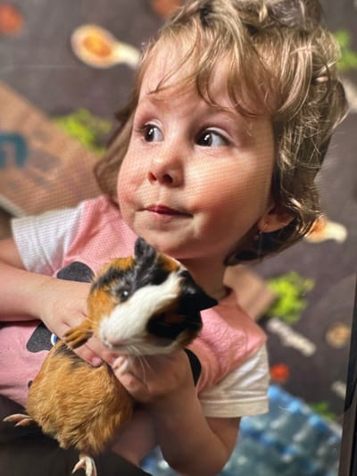 This media file features a young child holding a guinea pig indoors. The primary subject is a child, likely a girl, with light brown, curly hair and dark, expressive eyes. She wears a pink t-shirt with white accents and a dark design. Her expression is a gentle, curious gaze towards the viewer, accompanied by a slight smirk.
She is seen cradling a tri-color guinea pig, which exhibits patches of white fur on its face and black, along with reddish-brown or orange fur, on its body. The child's hands are supporting the guinea pig, suggesting a calm and secure interaction.
The background is intentionally blurred, revealing abstract shapes and muted colors such as green, orange, and blue, possibly indicating a playmat or patterned floor covering. The overall lighting suggests an indoor setting during daylight hours. There are no overt location cues within the image itself. No text is visible. The given location context for this media is Веревское, Russia.