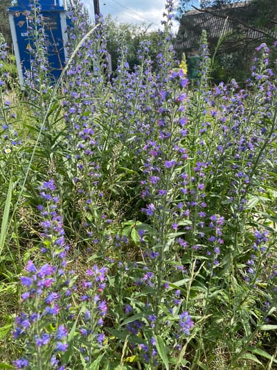 The image shows a close-up view of a dense patch of blooming wildflowers, primarily small purple flowers on tall green stalks. The flowers are numerous and appear to be growing wild in a natural setting. Some are in full bloom, while others are still in bud. The background is slightly blurred, but hints of greenery and foliage suggest an outdoor environment, possibly a field or a roadside. The lighting suggests it's daytime, with bright sunlight casting shadows. The overall impression is of a vibrant, natural scene.

There is a large blue industrial container or structure visible on the left side of the image, partially obscured by the flowers. Text is visible on this structure, including what appears to be "KTT" and a series of numbers and symbols. In the upper left corner, a wooden structure, possibly a fence or shed roof, is visible. The scene is set in Турово, Russia, indicating a rural or semi-rural location. The presence of industrial elements alongside the wildflowers suggests a landscape where human activity and nature intersect. The weather appears to be clear and sunny, conducive to plant growth and outdoor activity.