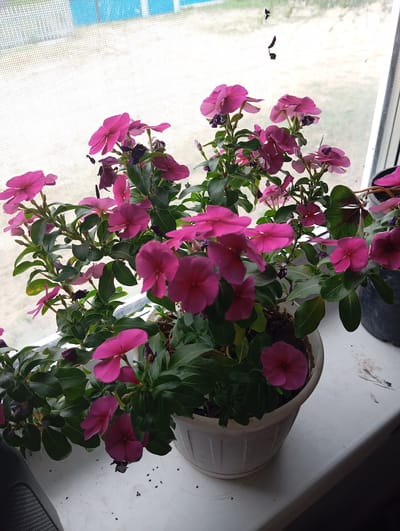 A potted plant with vibrant pink flowers sits on a windowsill. The plant has dark green leaves and is in full bloom, with many flowers in various stages of opening. Some of the flowers are a deeper shade of pink, while others are lighter. The pot is white and made of plastic.
In the background, a window is visible, covered by a white mesh screen. Through the screen, the outdoors can be seen, with what appears to be a building with blue and white siding and some greenery. The lighting suggests it is daytime, possibly morning or afternoon, with soft, diffused light coming from outside. The overall setting appears to be indoors, near a window, likely a home or a greenhouse in Novodesyatnikovo, Russia.
There are no people visible in the image. The focus is entirely on the plant and its immediate surroundings. The scene evokes a sense of domestic tranquility and the beauty of nature. Small dark specks are scattered on the windowsill, possibly dirt or seeds.