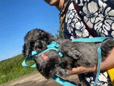 A person holds a gray, curly-haired dog wearing a turquoise harness and leash. The dog is looking towards the camera. The person is wearing a colorful, patterned shirt. The background shows a clear blue sky and a grassy hill. The ground appears to be a dirt path. The scene is outdoors and appears to be in Ligolambi, Russia.
