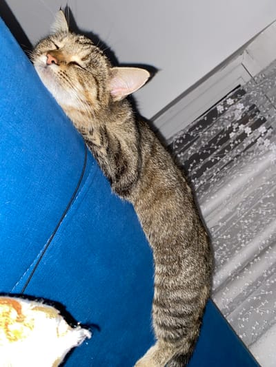 In an indoor setting within Sredkovets, Bulgaria, a domestic tabby cat with brown and black striped fur is depicted sleeping. The cat's head is tilted back, resting against a textured blue upholstered surface, likely a piece of furniture such as a couch or chair. Its eyes are closed, and its muzzle is slightly upturned. The cat's body extends downwards and to the right, draped over the blue material. A thin black line, possibly a seam or cable, is visible on the blue upholstery near the cat's neck. In the background, a white window frame is partially visible to the right, covered by a translucent white curtain featuring a repeating pattern of white floral or branching elements. A portion of a yellow and white fluffy object is visible in the lower-left corner of the frame.