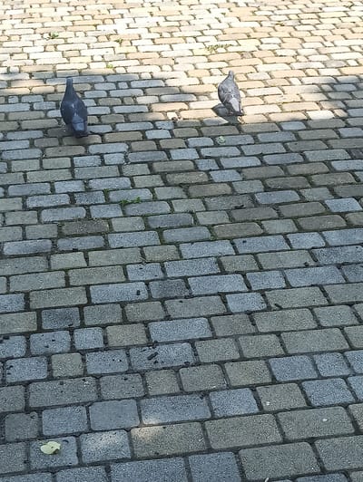 Two pigeons are visible on a cobblestone walkway in Atabe, Georgia. One pigeon is in the upper left quadrant of the image, facing away from the camera. The second pigeon is in the upper right quadrant, also facing away from the camera. The walkway is composed of rectangular stones of varying shades of grey and beige, with small patches of grass growing between some of the stones. The scene appears to be outdoors in daylight, with shadows cast across the walkway.