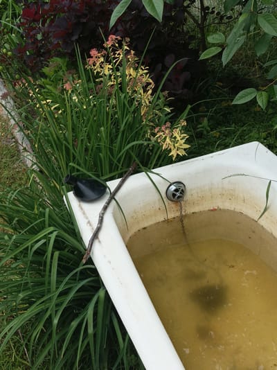 This is a medium shot, outdoor, eye-level photograph of an old, white bathtub filled with murky yellow water, placed among lush green foliage. The bathtub is the central object, positioned diagonally from the bottom right corner to the middle of the frame. A chrome drain with a chain is visible in the tub. A thin, dark, dried branch lies across the edge of the tub and into the water. To the left of the tub, a small, black, rounded object with a narrow opening sits on the tub's rim.
The surrounding greenery consists of tall, spiky grass-like plants and darker, broader-leaved plants with reddish-purple hues. There are also some delicate, yellow and pinkish flowers blooming among the green stalks. The overall scene suggests a neglected or repurposed bathtub in a garden or wild overgrown area.
The lighting is natural, indicating it's daytime. The weather appears to be overcast or diffused light, as there are no harsh shadows. The location is specified as Прыбыткаўскі сельскі Савет, Belarus. There is no visible text in the image. The scene evokes a sense of stillness and perhaps a touch of melancholy due to the presence of the abandoned bathtub and the murky water.