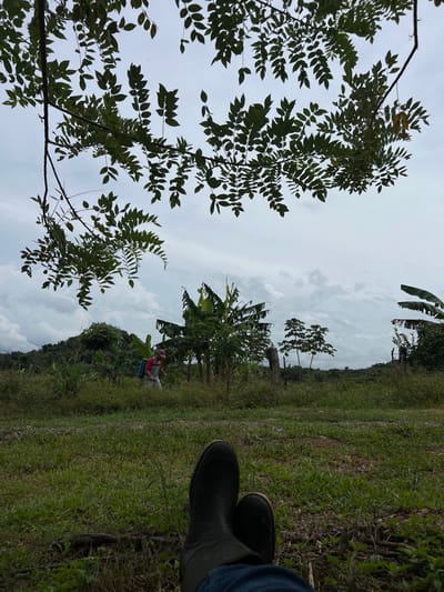The image depicts an outdoor rural scene in Cañacillas Arriba, Panama. The perspective is from the first-person, looking down at the observer's legs and dark rubber boots, which are resting on short green grass in the immediate foreground. The observer wears blue jeans. Above the observer, dark green foliage from an unseen tree frames the upper portion of the sky.
In the midground, a light-skinned individual walks from left to right across a field of green vegetation. This person wears a red-sleeved shirt, light-colored pants, and a baseball cap, and is actively carrying a white or light-colored backpack-style sprayer. Behind this individual, several banana trees and other dense green foliage are visible. A rudimentary fence line with wooden posts extends horizontally across the midground.
The background consists of rolling green hills covered in dense vegetation under a predominantly overcast sky with scattered grey clouds.