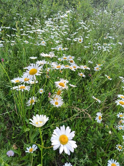 This media file depicts a field of daisies in Vodinskiy, Russia. The scene is dominated by numerous white daisies with yellow centers, scattered throughout lush green grass and other vegetation. The focus is on the natural beauty of the flowers and the setting.
The subjects are the daisies, which are the primary focus, along with the surrounding greenery. There are no people or man-made objects visible in the frame. The setting is an outdoor natural environment, likely a meadow or a field.
The image captures a tranquil moment in nature, with the flowers appearing to be in full bloom. The lighting suggests it might be daytime, possibly late afternoon or early morning, given the soft, diffused light that illuminates the petals. The weather appears to be calm and pleasant, conducive to the growth of these flowers.
Notable details include the variety in the size and orientation of the daisies, with some in sharp focus in the foreground and others softly blurred in the background. The dense growth of grass and foliage indicates a thriving ecosystem. The image evokes a sense of peace and the simple beauty of a natural landscape. There is no visible text in the image.