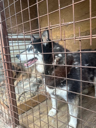 A black and white Husky dog is in a rusty metal cage. The dog is looking directly at the camera with its mouth open. The floor of the cage is made of wood planks. The background is out of focus, but appears to be a wooden structure. The dog has a collar. Location and the name of the city are not determinable from the image.