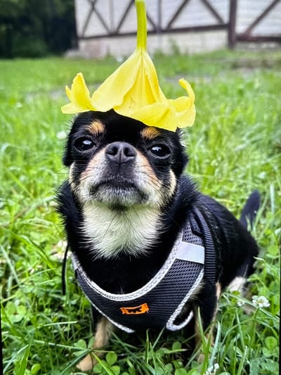 A close-up, eye-level shot features a small black and tan Chihuahua wearing a yellow flower as a hat. The dog is sitting in green grass, with its front paws visible. It is looking directly at the camera with a neutral expression. The dog is wearing a dark grey harness with reflective trim and an orange logo. In the background, out of focus, is a wooden fence and some greenery. The setting appears to be outdoors, possibly a yard or park, in a location that could be Летний Отдых, Russia, given the presence of lush grass and a wooden fence typical of rural or dacha environments in Russia. The lighting suggests it is daytime, with overcast skies or diffused sunlight.
