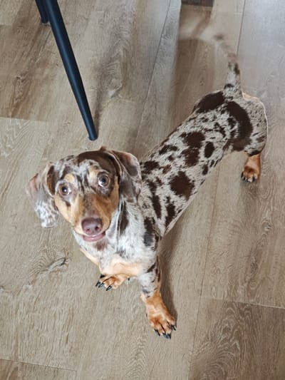 The media file shows a dapple dachshund standing on a light wood-grain floor. The dog is facing the camera, with its head tilted slightly and its mouth open in a happy expression. Its fur is a mix of brown and white patches, with darker brown spots scattered throughout. The dog's eyes are brown and wide, and its ears are long and floppy. To the left of the dog, a black metal chair leg is visible, suggesting the dog is indoors. The lighting appears to be natural, likely from a window, casting a soft light on the scene. The overall atmosphere is warm and inviting, with the dog's playful demeanor adding a sense of joy. No text is visible in the media file.