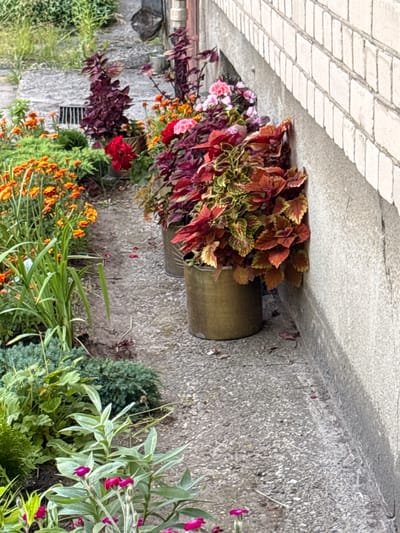 This image captures a close-up view of a collection of potted plants and flowers arranged on a concrete path, likely in an outdoor setting. The main subjects are the plants themselves, which are diverse in color and texture. A large metal pot, appearing somewhat weathered and brass-colored, is partially visible, containing a dense arrangement of coleus plants with vibrant red, green, and yellow foliage. Beside and around this pot, other flowering plants are present, including bright orange marigolds, delicate pink and red flowers, and various leafy green plants. The ground is a rough, gray concrete surface, with some scattered small pebbles and debris. To the left, a section of a brick pathway or wall, with pale, rectangular bricks, is visible, suggesting the arrangement is near an entrance or walkway. The lighting suggests it is daytime, possibly overcast given the diffused light and shadows. The overall impression is one of a carefully curated but somewhat informal garden display, perhaps on a porch, patio, or garden entrance. No people are visible, and no text is present in the image. The location context is provided as Rudamina, Lithuania.