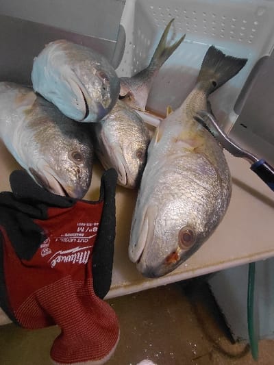 This image depicts a fish preparation area located in Cutler Bay, United States of America. Five deceased fish, characterized by their silvery scales and streamlined bodies, are arranged on a wet, white, non-porous surface, consistent with a cleaning station or cooler lid. Four of the fish are positioned with their heads facing the viewer; one fish displays a small red mark near its right eye. The tail section of a fifth fish is visible within a white, perforated plastic container in the upper right background. A crumpled red and black Milwaukee brand work glove, size 8/M and labeled 'CUT LEVEL 1', rests in the lower-left corner. A metal fish processing tool, equipped with a blue and black handle and serrated edges, is partially visible near the tail of one of the fish on the right. A green hose or wire is present in the lower right, partially submerged in the shallow liquid on the surface.