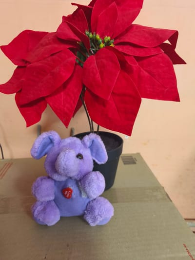 This indoor image presents a static arrangement featuring an artificial red poinsettia plant and a purple plush elephant toy, set against a plain, light orange-beige wall.
The vibrant red poinsettia dominates the upper half of the frame, with numerous large, velvety petals (bracts) and a cluster of small, green, and yellow artificial floral centers. It is planted in a simple black plastic pot, positioned centrally at the bottom of the plant.
To the left and slightly in front of the pot, a small, fluffy purple elephant toy sits. The plush toy has large, floppy ears with a lighter purple interior, small dark brown eyes, and a short, stubby trunk. A prominent red heart-shaped pin is attached to its chest, clearly displaying the white text "I LOVE YOU."
Both the plant and the toy are placed on a brown cardboard box, which shows some wear and tear, including faint markings and a visible strip of packing tape. The background is a consistent light peach or beige colored wall, exhibiting minor textural variations. Hints of dark cables or wires are visible behind the plant. The scene depicts a simple, affectionate display of objects, likely in a home or storage area in Borzna, Ukraine.