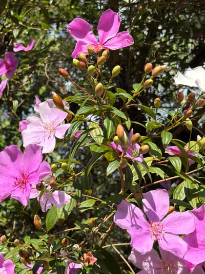 This close-up, eye-level shot showcases a vibrant cluster of Tibouchina flowers, also known as glory bushes or princess flowers, in full bloom. The flowers exhibit a spectrum of pink and lavender hues, with some petals displaying delicate water droplets, suggesting recent rain or dew. Five-petaled flowers are prominent, featuring intricate stamen arrangements. Alongside the blossoms are numerous green and brown buds, hinting at the ongoing cycle of growth and blooming. The foliage is a lush, deep green, with some leaves catching the sunlight and appearing almost iridescent. The background is a soft blur of more foliage and dappled sunlight, indicating an outdoor setting, likely a garden or natural environment. The lighting suggests it is daytime, possibly late morning or early afternoon, with the sun casting distinct shadows on the petals. The scene evokes a sense of natural beauty and tranquility. The location is identified as Foz do Iguaçu, Brazil, a region known for its rich biodiversity and tropical climate, which would support the growth of such flowering plants. No people, objects, text, or specific events are depicted.